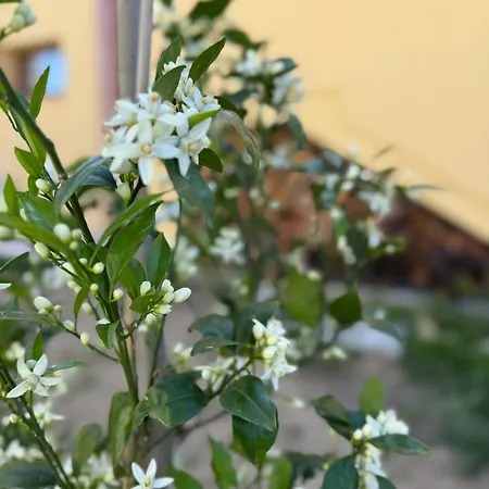 Oda ve Kahvaltı Casa Cruccas *